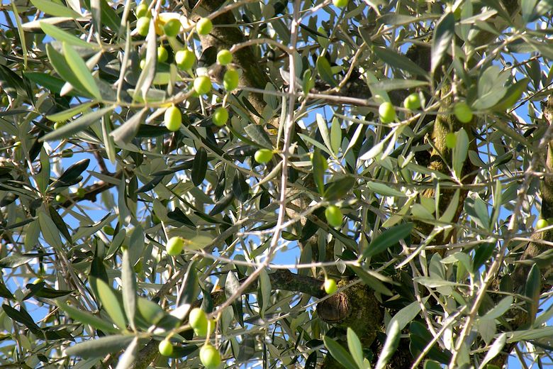 Der Olivenbaum im mediterranen Garten