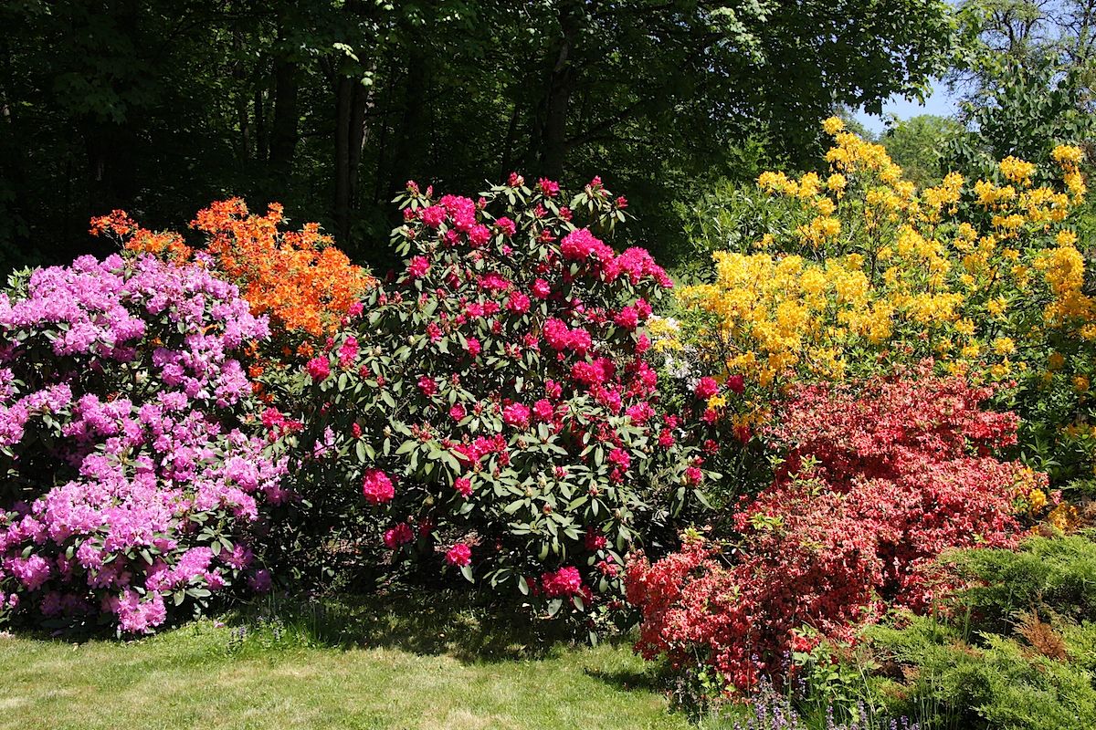 Der paradiesische Garten mit seinen unzähligen Rhododendren