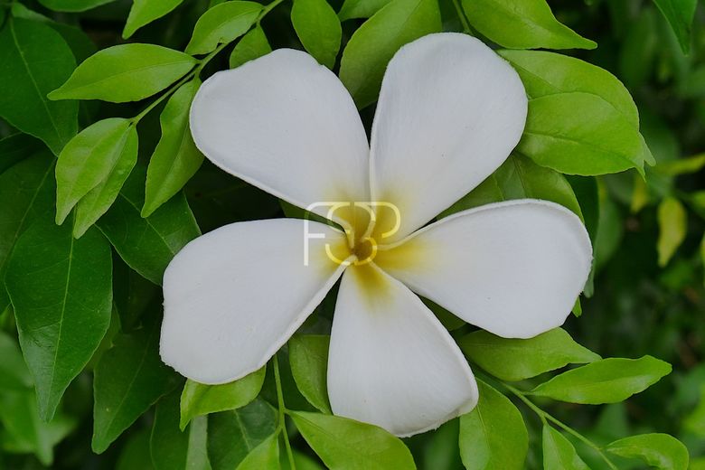 Vor jedem Haus und in jedem Garten steht ein Frangipani-Baum mit seinen duftenden Blüten