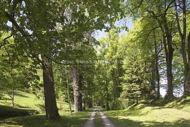 Die Zufahrts-Allee entlang der Teiche